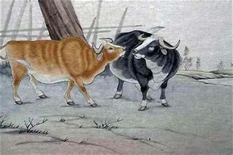 属相牛与牛婚配可以吗？