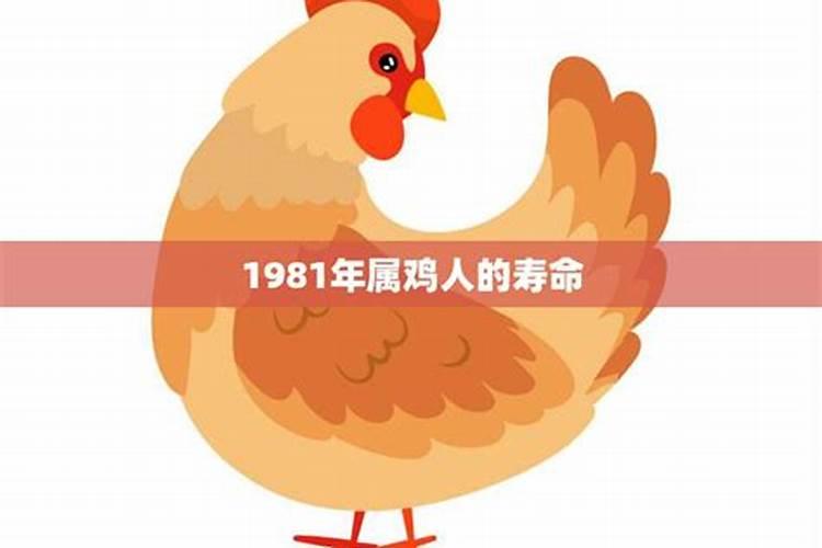 1981年属鸡人2026年的运势