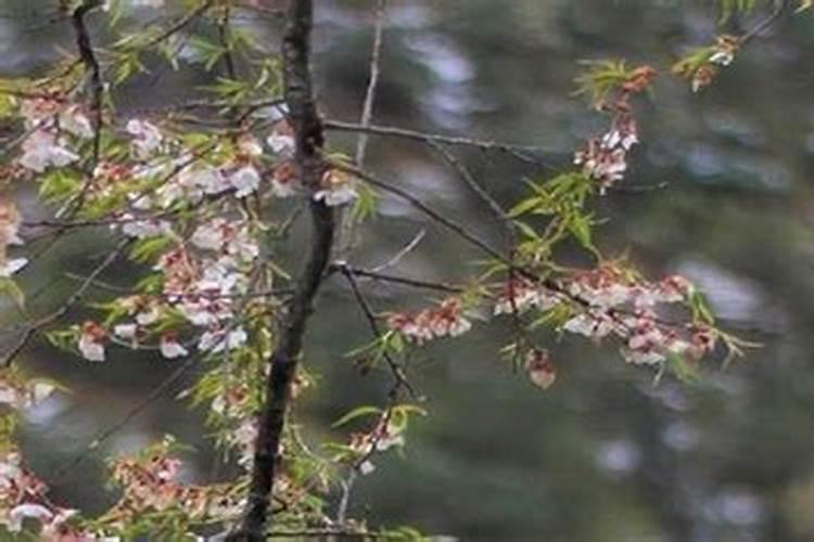 立春什么风俗？