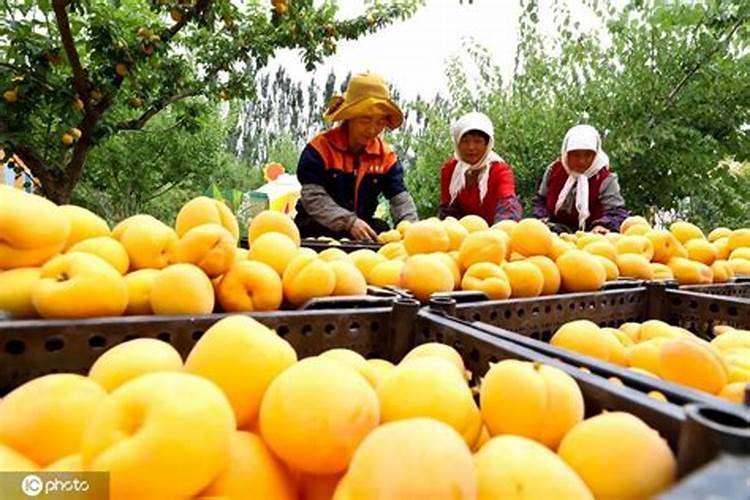 山东省立秋的风俗