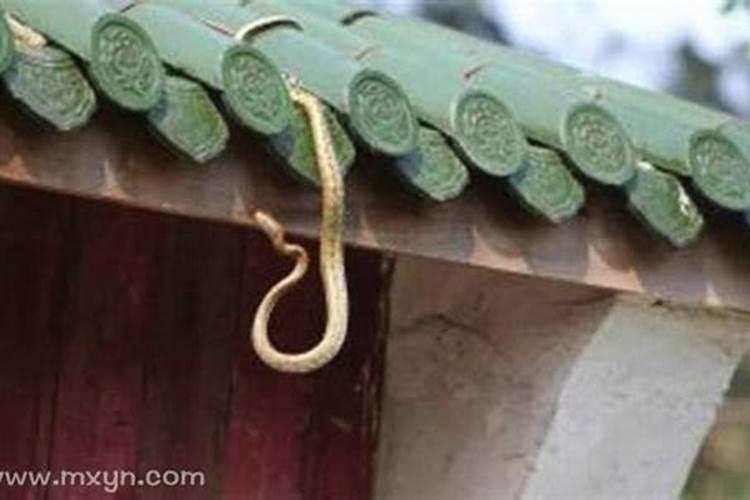 梦见蟒蛇进家什么征兆？