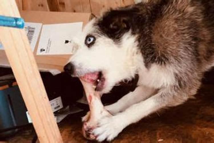 八六属狗男2026年的运势