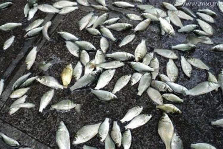 梦见成堆的鱼什么预兆？