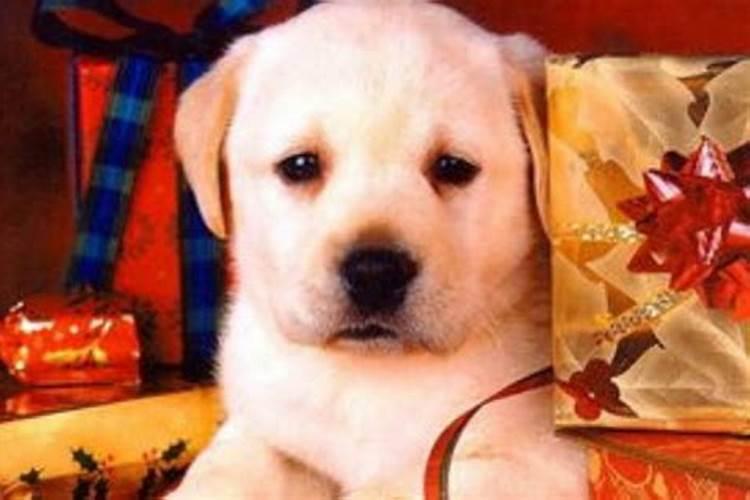 1970年狗在2026年运程