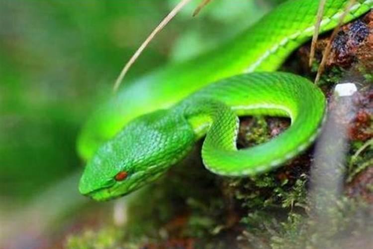 属蛇的今年多大？