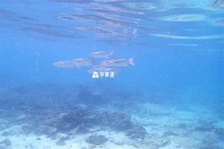 梦见水流满地都是鱼