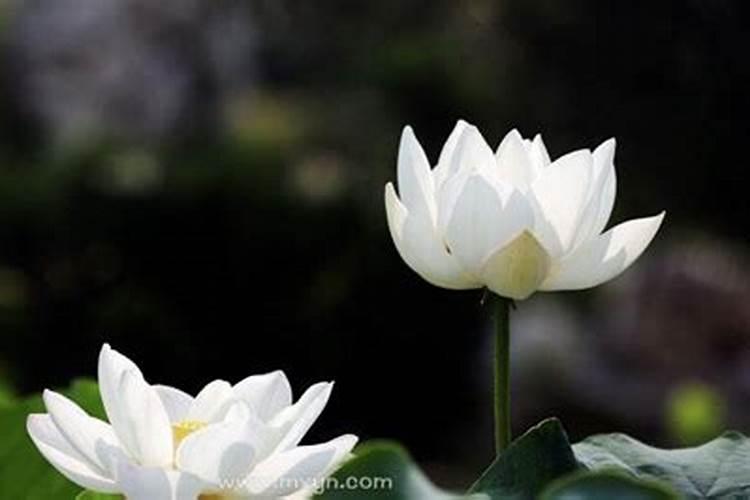 梦见父母双亡但不伤心是什么征兆？