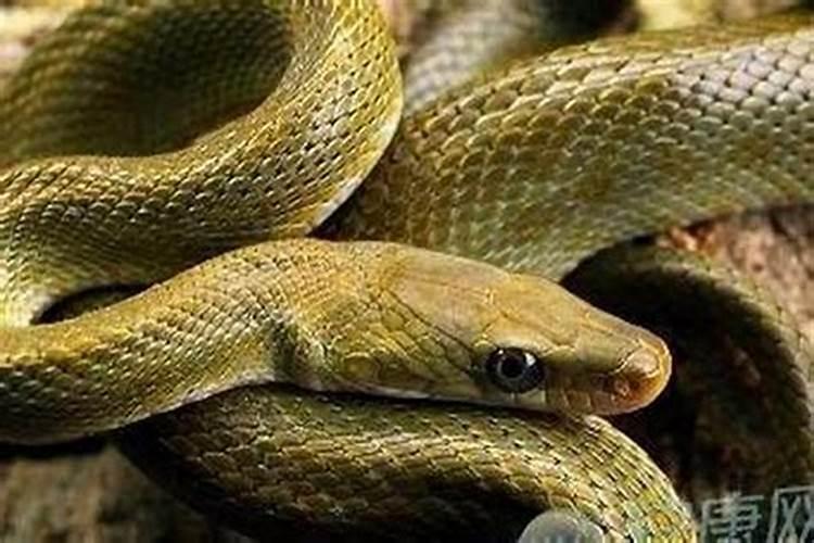 梦见蛇追我要咬我是什么预兆？