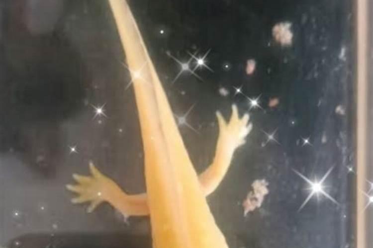 如何判断六角龙是否生孩子？