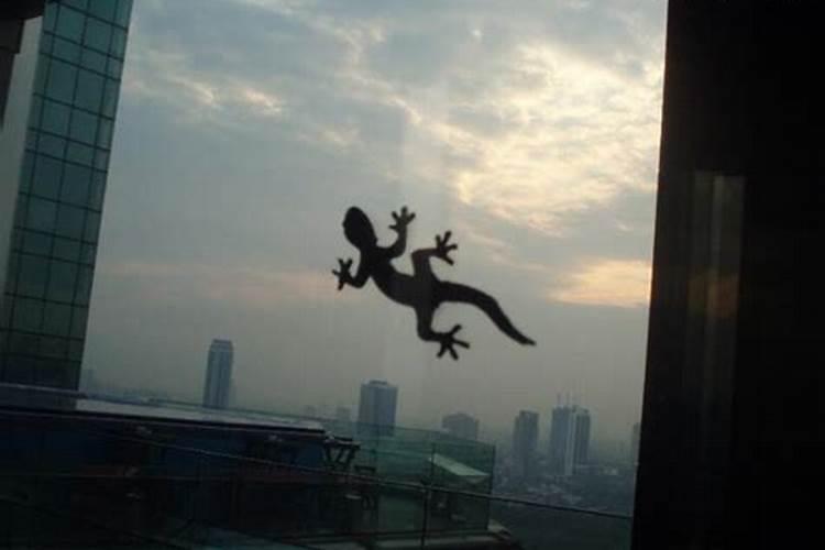 梦见壁虎爬到自己身上咬自己