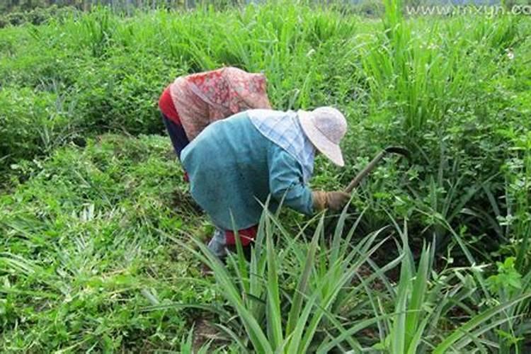 梦见拔草是什么预兆？