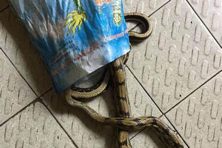 小蛇到家里是什么预兆？