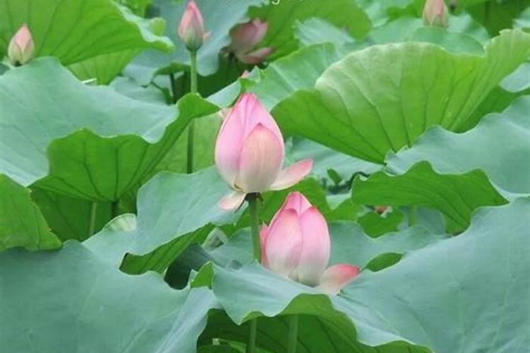 梦见马蹄莲花开是什么预兆？