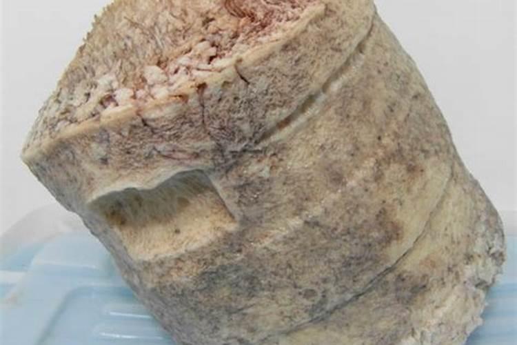 真的有太岁灵芝吗？