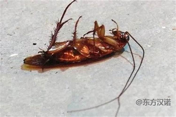 腊月家里出现蚱蜢风水预示