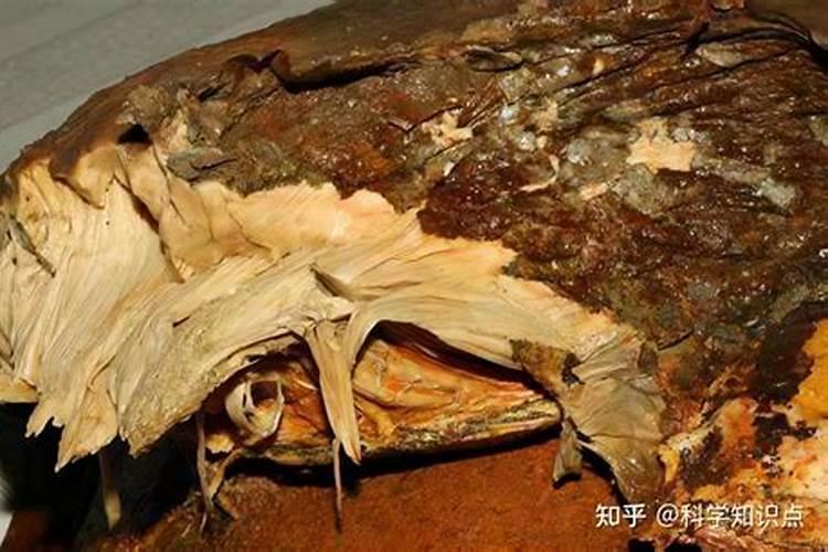 太岁能长生不老吗？