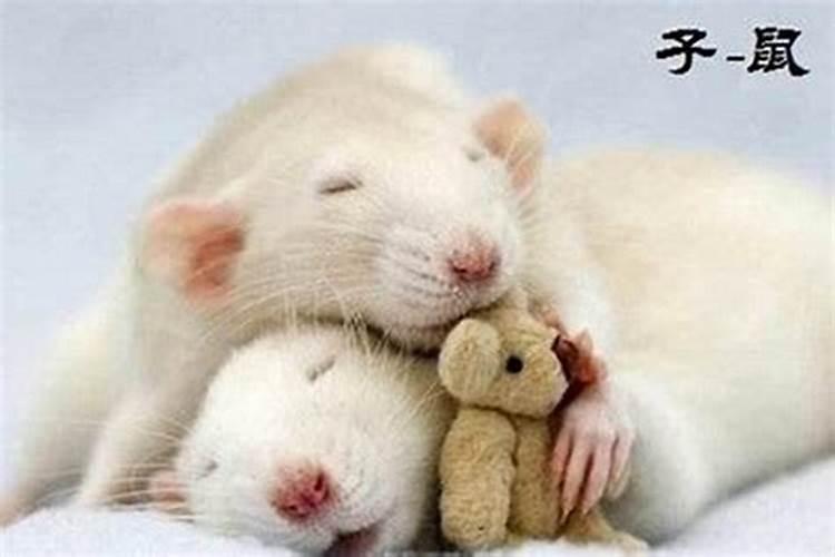 九月初九出生的鼠