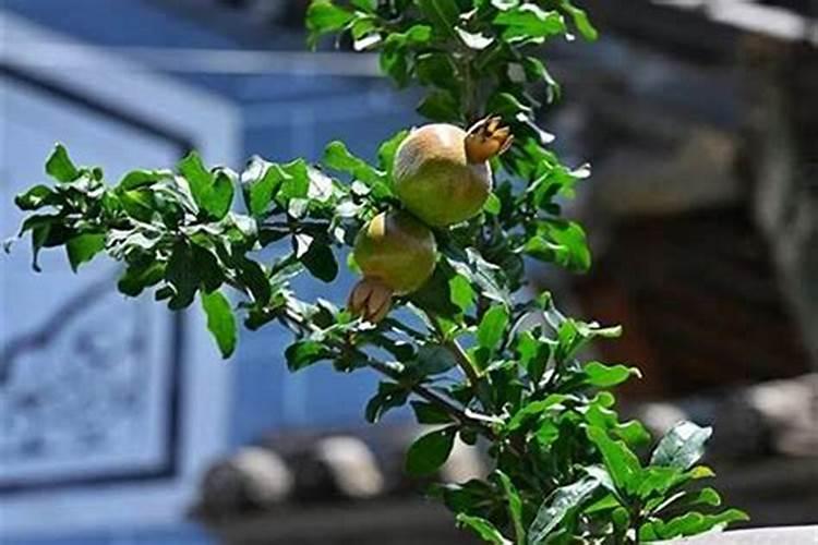 事业开运方法有哪些种类的？