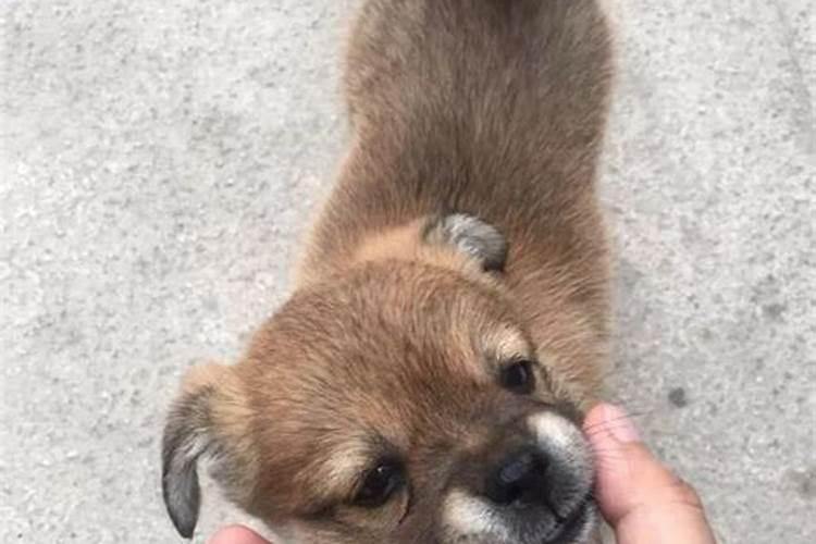 怀孕梦见被小狗咬是什么意思？