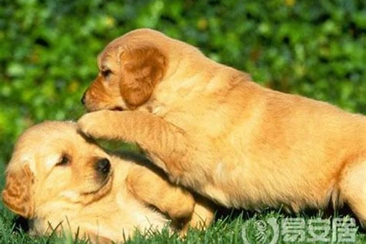 1946年属狗人一生运程