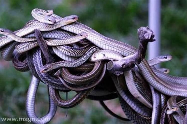 梦见了很多蛇一会就没了？