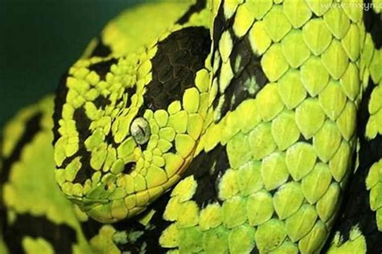 梦到蟒蛇咬别人什么预兆？