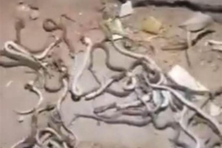 梦见房子地底下有蛇窝