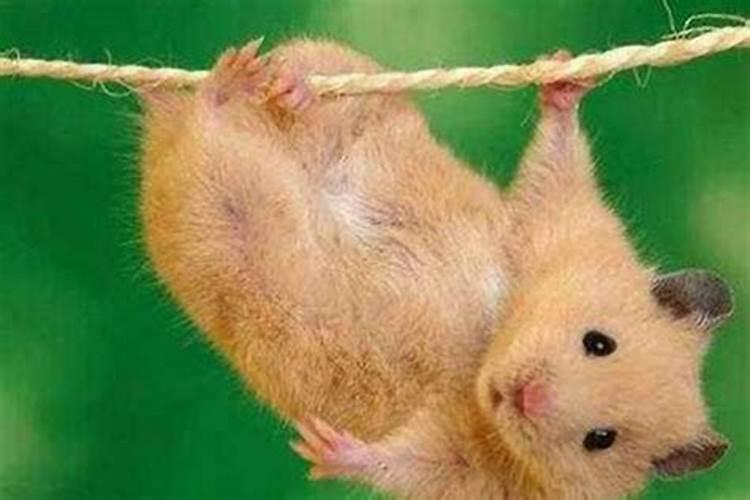 十月初一出生的女孩属鼠