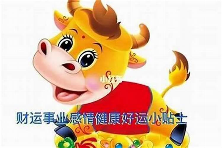 牛年本命年的女人大忌