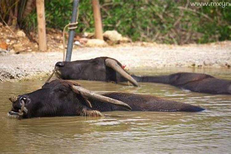 梦见家里送来两头牛