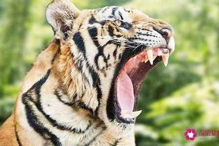 梦见老虎是怎么回事啊？