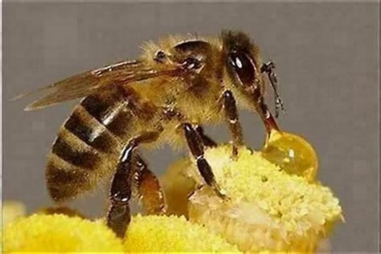 蜜蜂缠人是什么预兆？