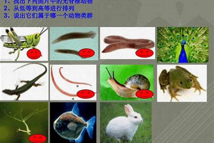 小人之相的动物是什么动物？