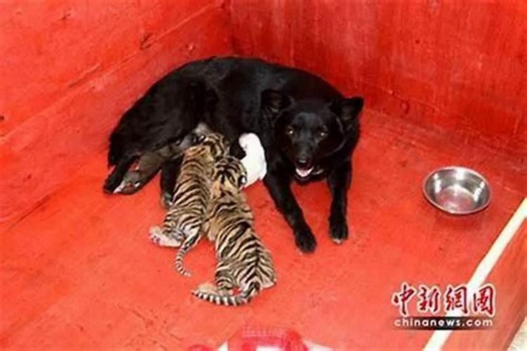 狗与虎属相婚配怎样？