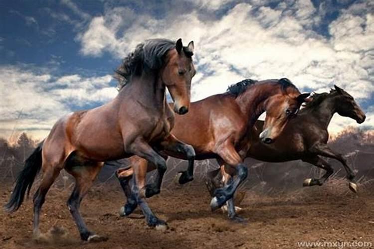 梦见怀孕的马是什么预兆？