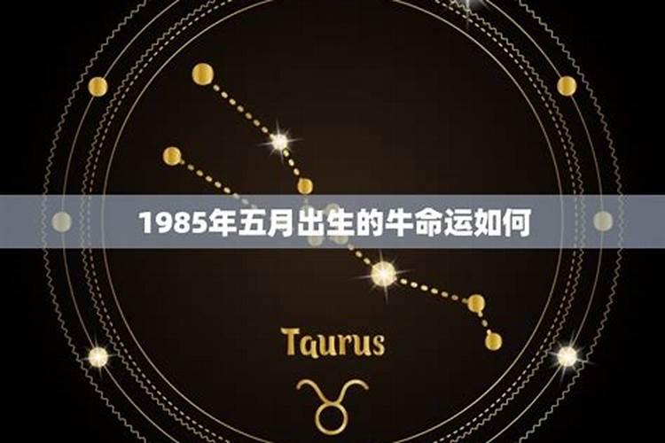 五月出生的属牛的运势怎么样？