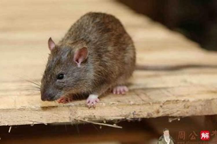 梦见老鼠四处乱窜自己很害怕