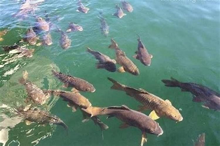 梦见水很清澈有很多鱼在游？