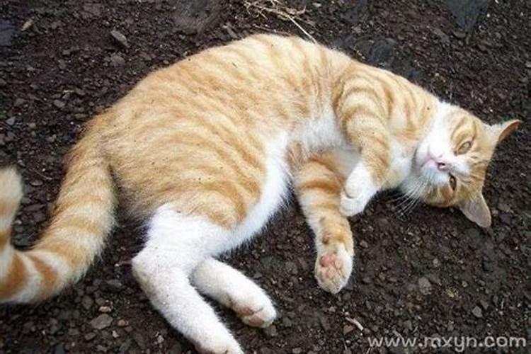 梦到猫是什么征兆女性？