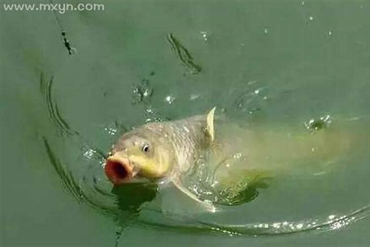 梦见钓到鱼是什么意思？