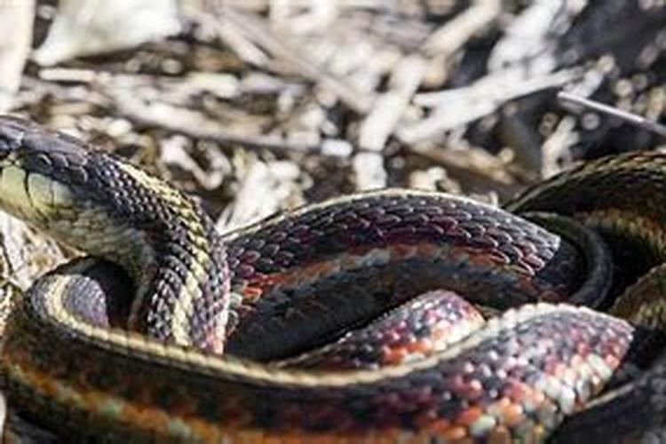 梦见蛇扑向我是什么意思？