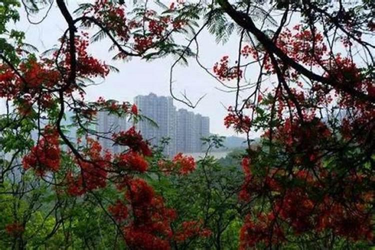 梦见山沟长满了树什么意思呀？