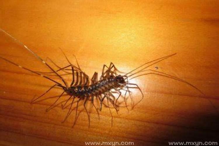 梦见蚰蜒是什么意思？