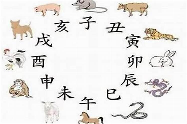 男属蛇和女属猪的八字合不合