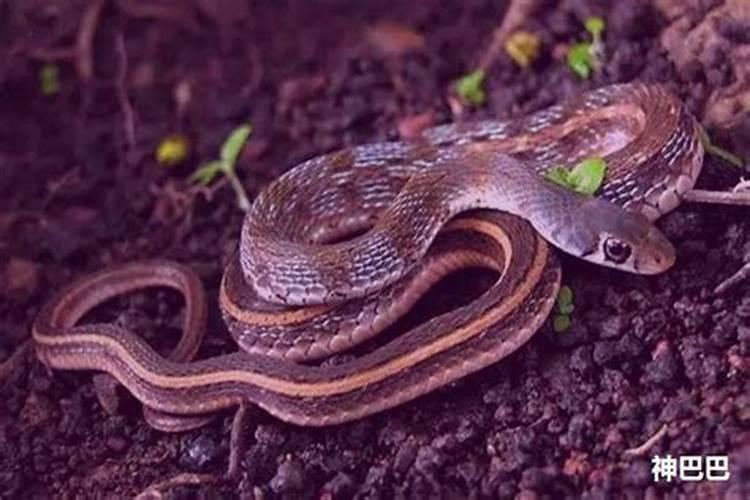 梦见蛇跟我跑是什么意思？