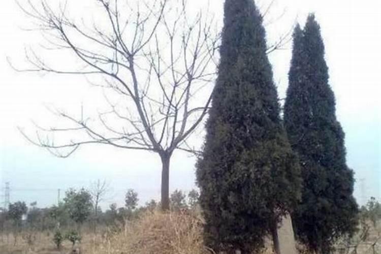 梦到坟墓上长树结了很多果？