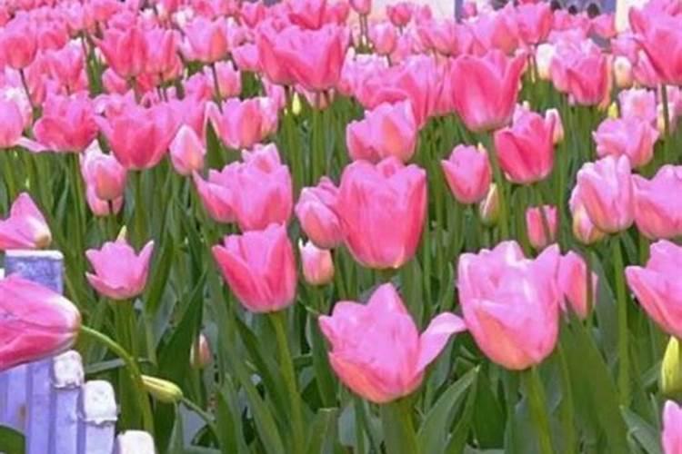 最吉利的10个梦