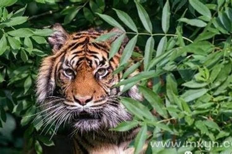 梦见老虎追人咬人是什么预兆呢？