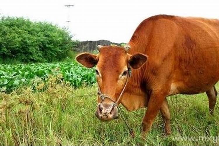 梦见老虎和黄牛追赶自己周公解梦