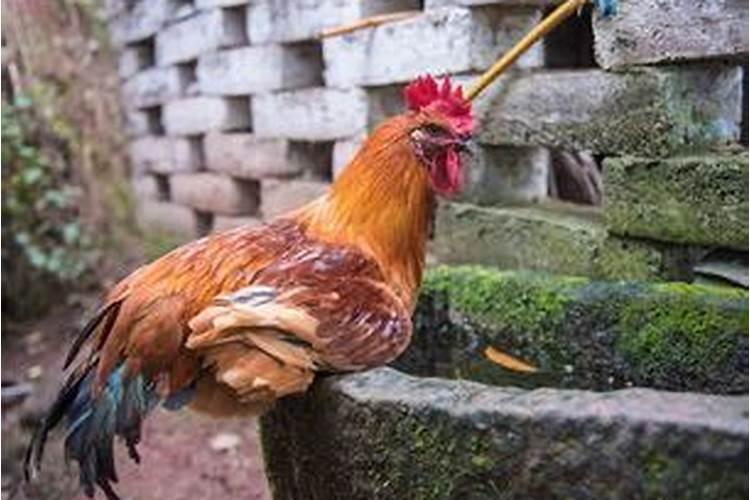 2026属鸡阴历6月运程如何？